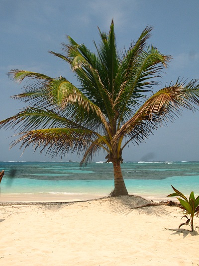 files/blog/Presentation/Projet/Ou_sommes_nous/Blog/Palmier San Blas.jpg