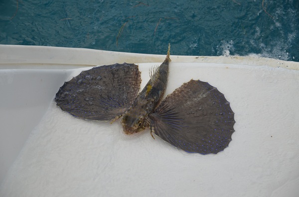 files/blog/Presentation/Projet/Ou_sommes_nous/Blog/Poisson volant.jpg